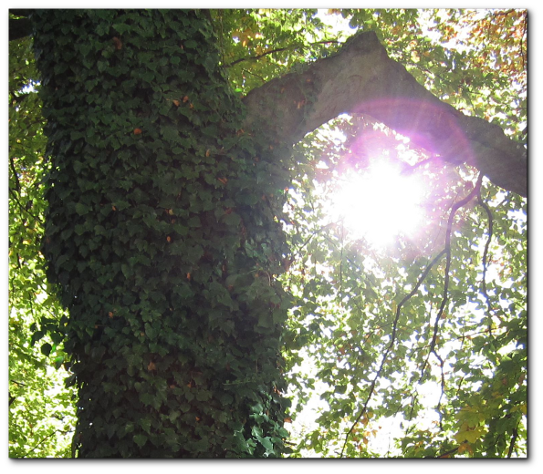 Pflanzen benötigen Sonnenstrahlung für die Photosynthese