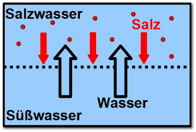 Prinzip der Osmose